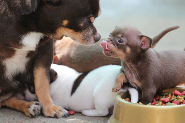 Franquia voltada para o cuidado de animais.